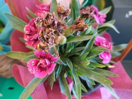 Can you grow cloves in the US