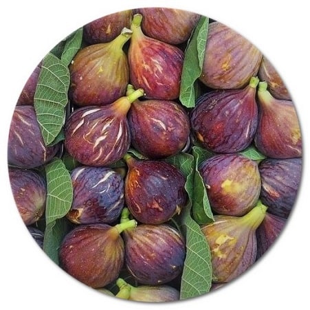 Comment tailler un figuier au printemps