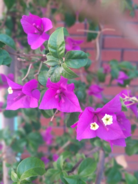Does bougainvillea grow in the US