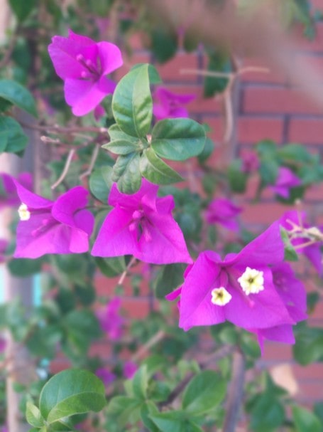 Does bougainvillea grow in the US? - Content about Plants