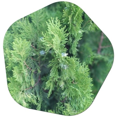 Does the thuja tree defoliate in the United States