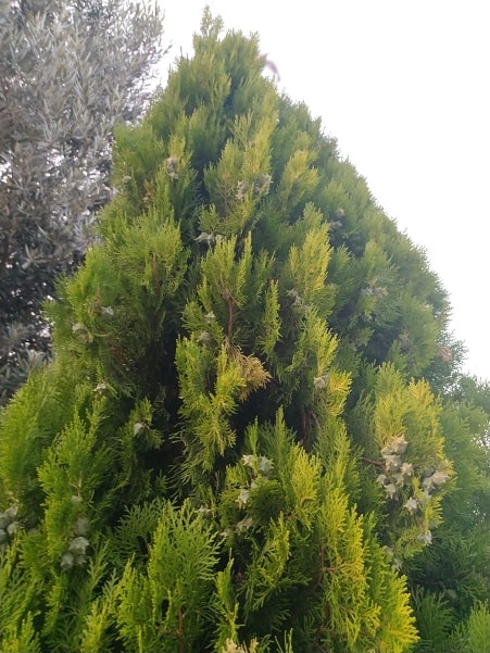 Does thuja grow in America