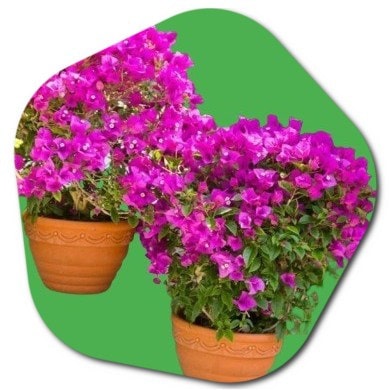 How to Care for Bougainvillea in the United States