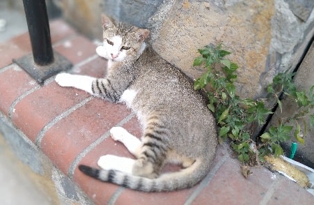 Is it illegal to shoot stray cats in NY
