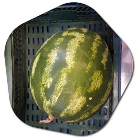 Is it possible to grow watermelons in the UK?