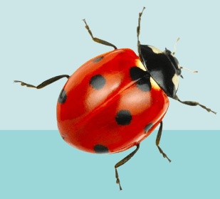 What are the 3 things about ladybugs