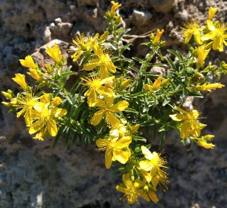 What flower is San Diego known for