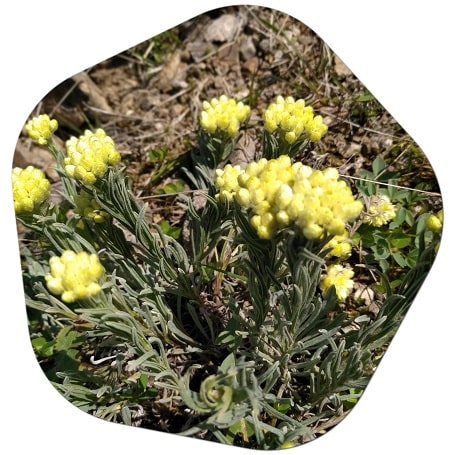 What is the English name for Helichrysum arenarium