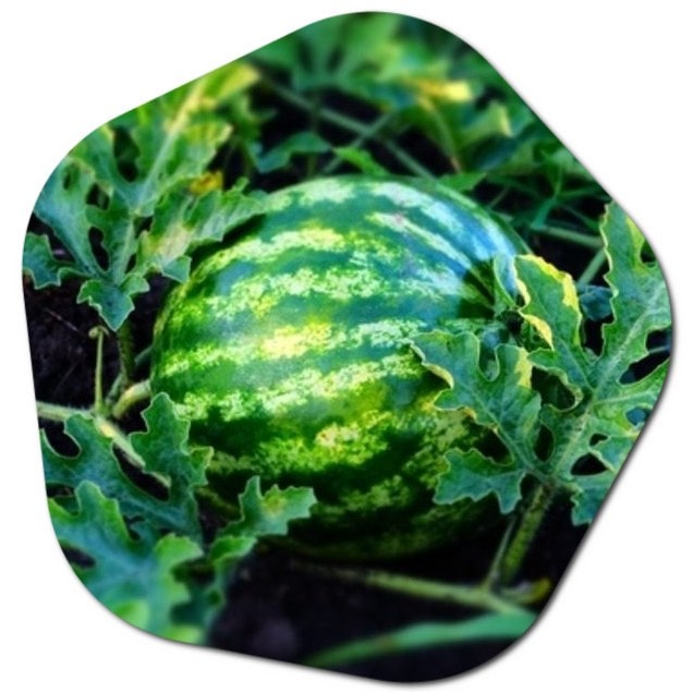 What is the best watermelon to grow in the UK