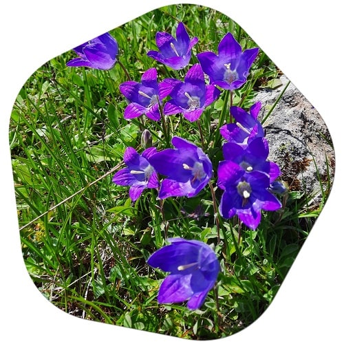 What is the common name for balloon flower? Balloon flowers