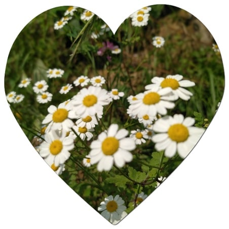 What plants grow year round in San Diego