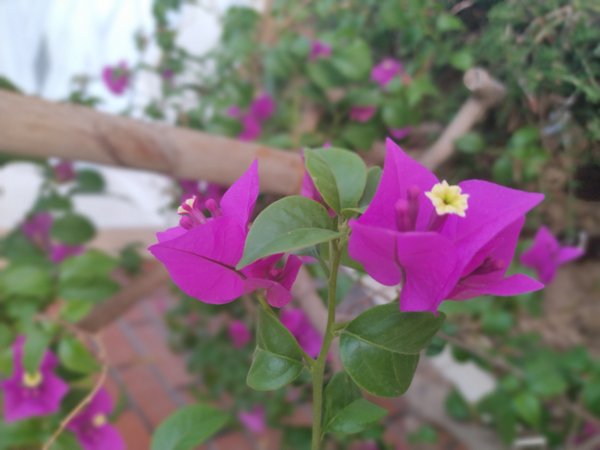 Where does bougainvillea grow in the US
