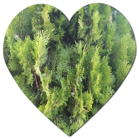 Why is Thuja called the tree of life