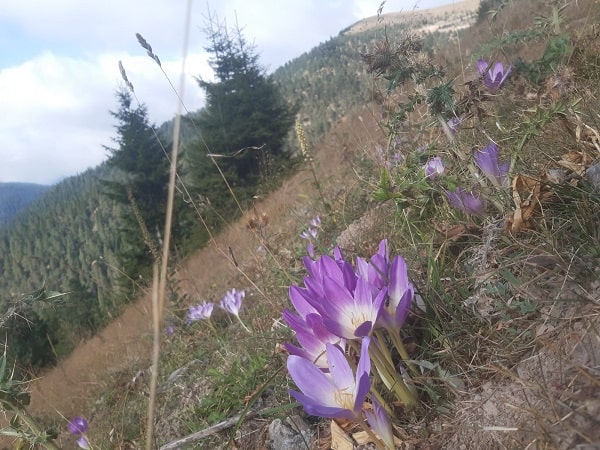 Do crocus flowers grow in Canada,  Canadian Crocus 