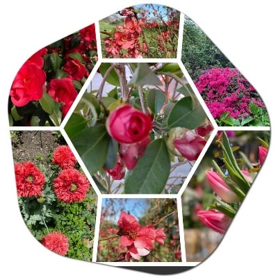 Popular varieties of red flowers grown in Canada