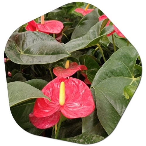 The most popular red flowering potted plants in Canada