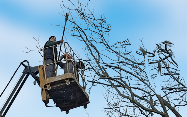 Tree Pruning in Cities of the United States
