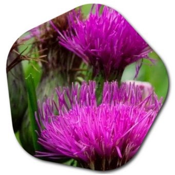What are the popular flowers that grow in Scotland