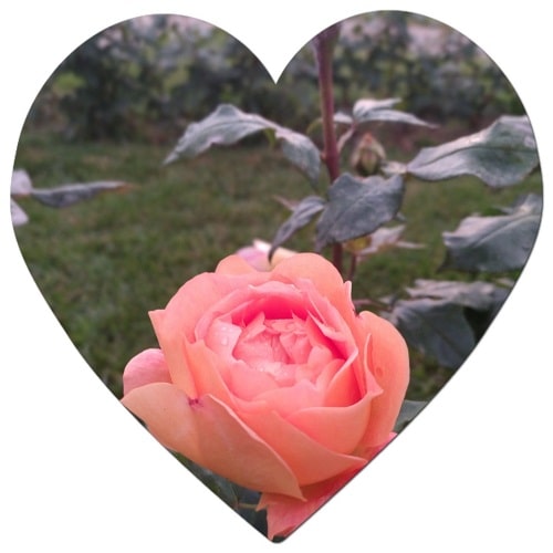 What is the most important flower in the United States?