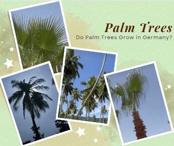 Which cities in Germany have palm trees
