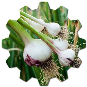Which country is best for garlic