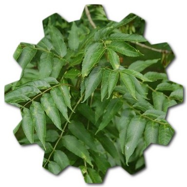 Acer negundo tree, where does Acer negundo grow, what is Acer negundo,