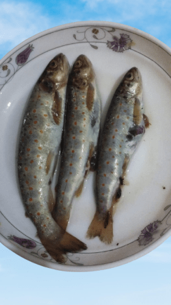 Can trout (freshwater fish) be grown in America
