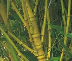 How tall does Bambusa Aurea get
