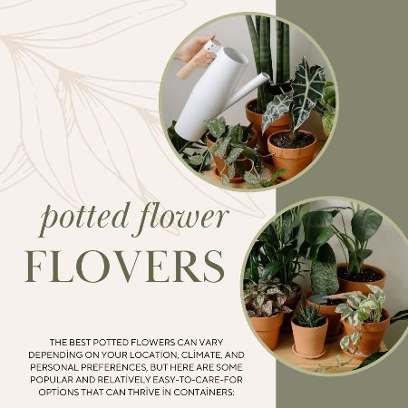 How to care for pots at home