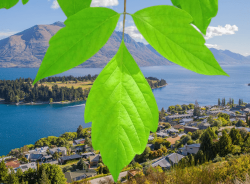 Information about the Acer negundo Flamingo tree