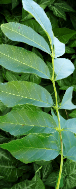 Is Acer negundo toxic