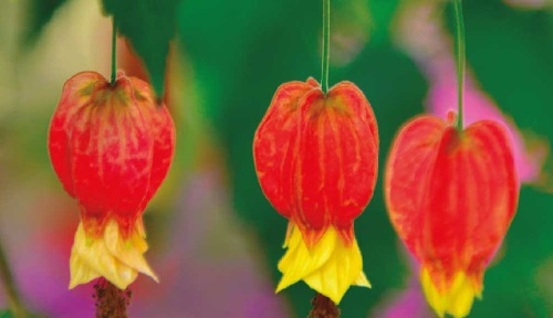 What are the best growing conditions for Abutilon