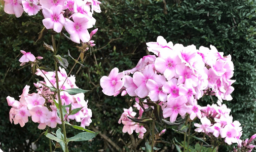 What are the best plants for landscaping in Alabama