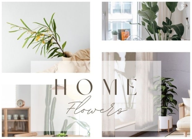 What are the best potted flowers