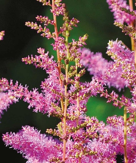 What are the characteristics of Astilbe plants