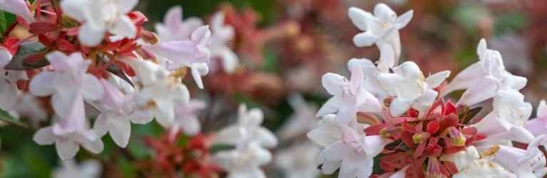 What is Abelia x grandiflora used for