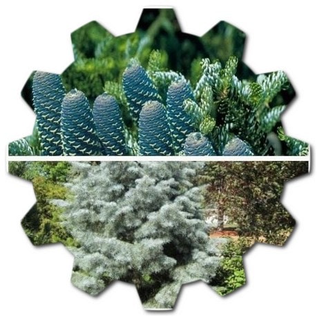 What is Abies concolor Uses of Abies concolor