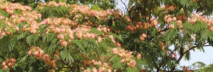 What is Albizia tree in English