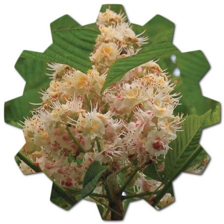 What is the English name for Aesculus hippocastanum