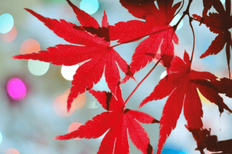 What is the use of Acer palmatum