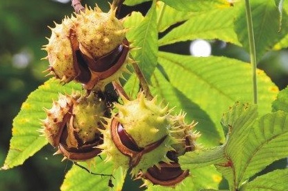 Where is the Aesculus hippocastanum tree native