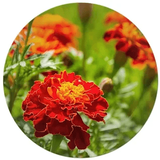 Annual Seasonal Flower Species
