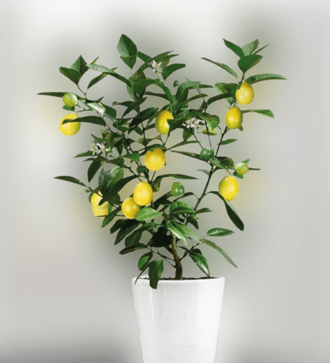 Can Lemons Grow in Pots in the United States