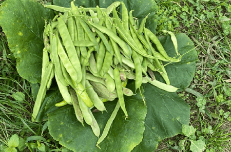 Can you grow green beans in New York