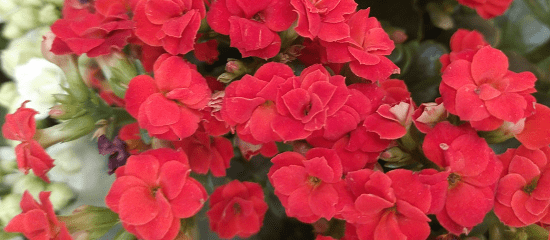 Can you plant kalanchoe outside UK