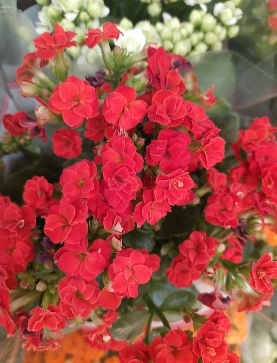 Do you water kalanchoe from top or bottom