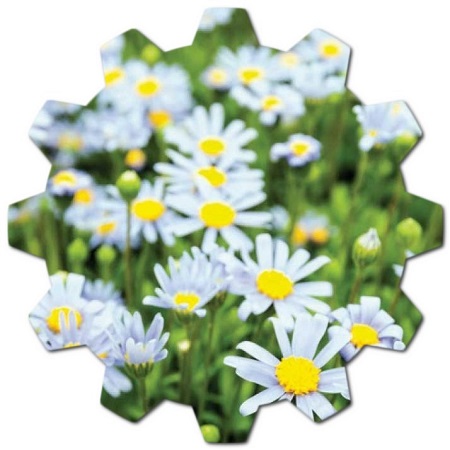 Does Felicia amelloides flower grow in America