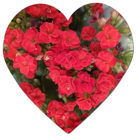 Does the Kalanchoe Flower Grow in the United States