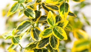 Emerald'n Gold pruning