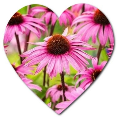 Flower names beginning with the letter E